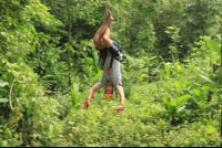 titi canopy tour tarzan swing 
 - Costa Rica