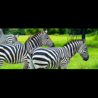 chapman zebra africa mia liberia 
 - Costa Rica