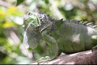        green iguana closeup 
  - Costa Rica
