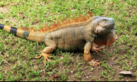        Anhinga Lodge Green Iguana On The Grass
  - Costa Rica