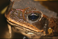 Bufo Toad Eye Closeup Barra Del Colorado
 - Costa Rica