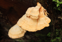 san gerardo mushrooms 
 - Costa Rica
