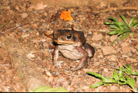 Toad Las Caletas Night Hike
 - Costa Rica