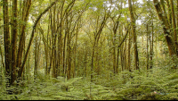       santa elena reserve monteverde forest
  - Costa Rica