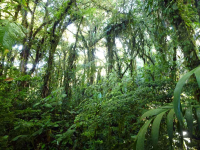        santa elena green forest 
  - Costa Rica