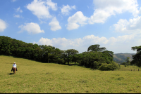 helaconia ranch pasture 
 - Costa Rica