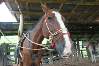        horse punta islita 
  - Costa Rica
