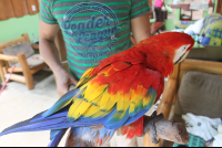 scarlet macaw close fullbody
 - Costa Rica