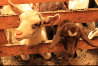        monteverde coffee farm goats 
  - Costa Rica