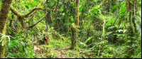 san gerardo forest 
 - Costa Rica