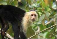 evergreen lodge capuchin 
 - Costa Rica