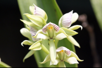 monteverde orchid garden white orchid 
 - Costa Rica