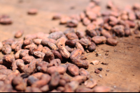 tirimbina drying cocoa beans 
 - Costa Rica