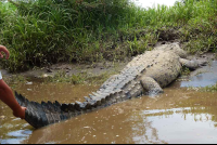 crocodile safari tour osama 
 - Costa Rica