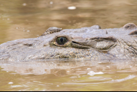        Crocodile Green Eyes
  - Costa Rica
