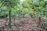        Rows Of Cacao Trees Finca Kobo Chocolate Tour
  - Costa Rica