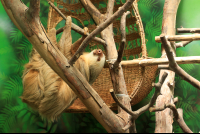 cahuita destination sloth rescue center 
 - Costa Rica