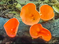 Orange Mushrooms Cabo Blanco Reserve
 - Costa Rica