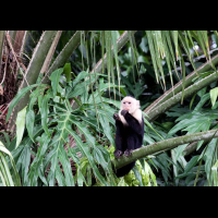 cano negro  capuchin monkey
 - Costa Rica