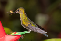        Hummingbird Catching A Fly Waterfall Gardens
  - Costa Rica