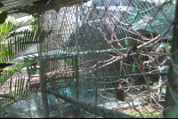       sibu sanctuary habitat 
  - Costa Rica