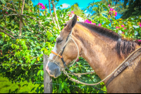 Horse Close Up Rancho Tropical Matapalo
 - Costa Rica
