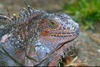        Adult Green Iguana Face Closeup Papagayo
  - Costa Rica