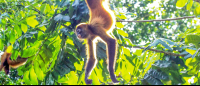 tortuguero all inclusive tour page spider monkey 
 - Costa Rica
