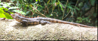        Iguana On A Fallen Branch At Sirena Ranger Station Corcovado National Park
  - Costa Rica