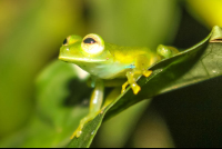        emerald glass frog 
  - Costa Rica