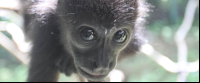 monkey eye reflection 
 - Costa Rica