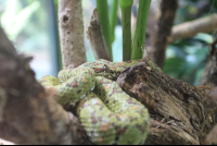        moneverde serpentarium eyelash palm pit viper 
  - Costa Rica
