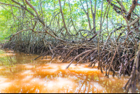 Exposed Mangrove Root At Low Tide In The Tamarindo Estuary
 - Costa Rica