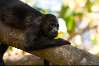        Howler Monkey Nosara Reserve  Edit
  - Costa Rica