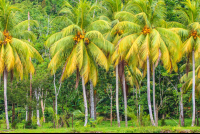 Coconut Tree Row Sierpe Mangler
 - Costa Rica