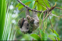 Sloth With Baby Sloth Puerto Viejo Limon
 - Costa Rica