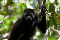 howler monkey nosara reserve 
 - Costa Rica