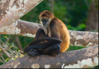 Lone Spider Monkey On Tree Branch
 - Costa Rica