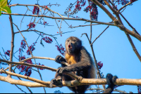 Howling Howler Monkey Howling
 - Costa Rica