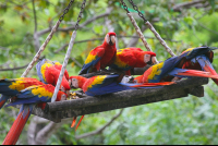 birds eating fruit
 - Costa Rica