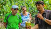 Open Cacao Fruit Finca Kobo Chocolate Tour
 - Costa Rica