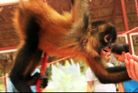 Jaguar Rescue Center Spider Monkey
 - Costa Rica