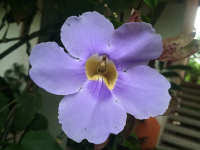 purple flower sol samara 
 - Costa Rica