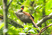        Crested Guan In The Wilderness San Pedrillo Ranger Station
  - Costa Rica