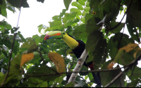anhinga lodge keel billed toucan 
 - Costa Rica
