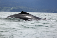 ballena aventura tour whale 
 - Costa Rica