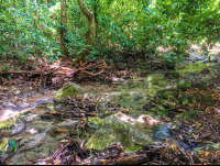        Creek Trail Water Cabo Blanco Reserve
  - Costa Rica