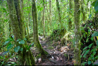 rock and sand trail under moss covered trees at arenal volcano  eruption site lookout point
 - Costa Rica