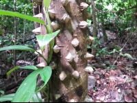 spiny cedar 
 - Costa Rica