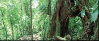 santa elena reserve trail weird tree 
 - Costa Rica